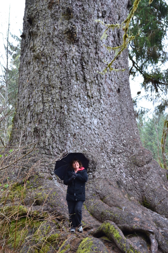 Hoh Rain Forest - Largest Sitka spruce