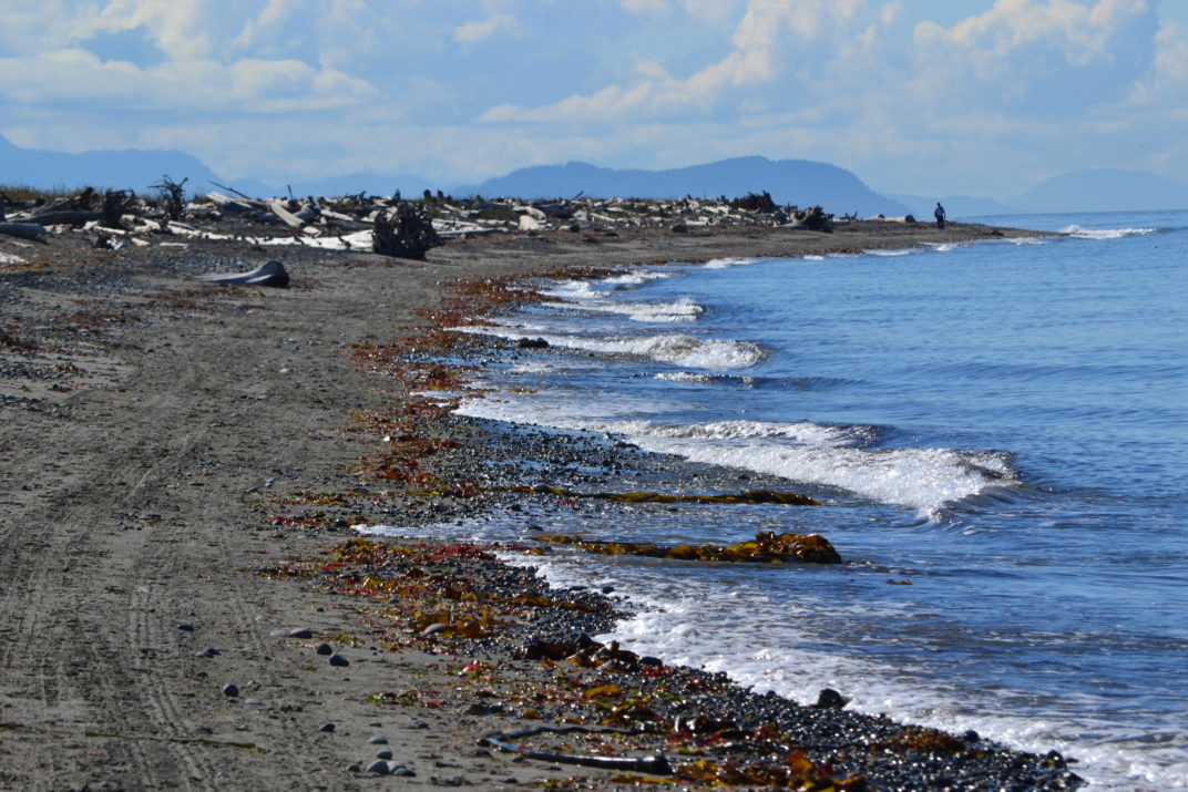 Hiking Dungeness Spit